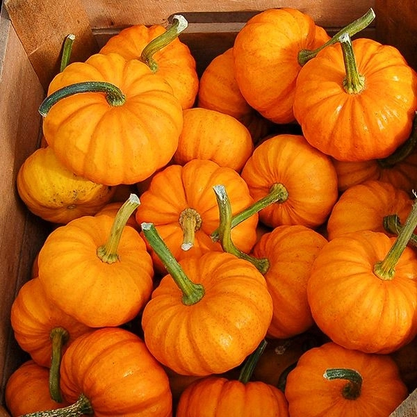 Pumpkins - 250gm