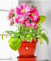 *Plant Containers*