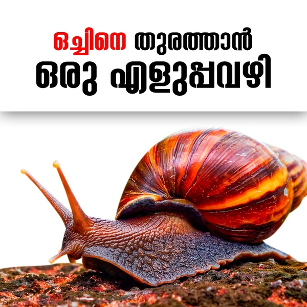 Snail Killer Powder  (1600 g) - ❌, 1600 g, ✅