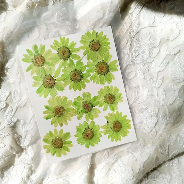 Daisy Dry Pressed  Flower Green 