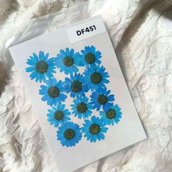 Daisy Dry Pressed  Flower Blue 