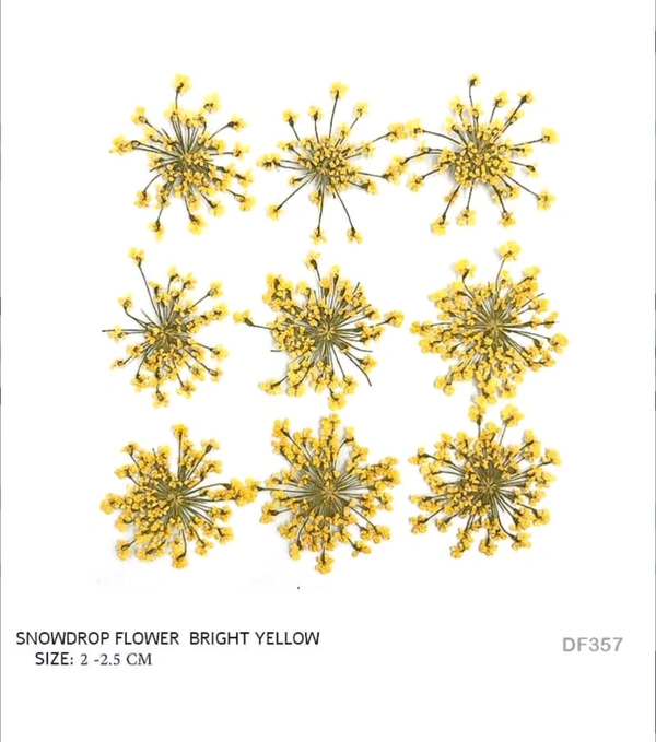 Queen Anne Dry Pressed Flower Yellow 