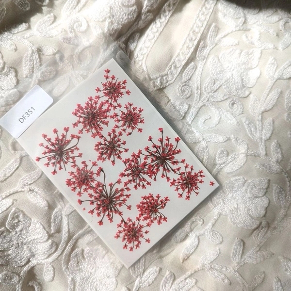 Queen Anne Dry Pressed Flower Red