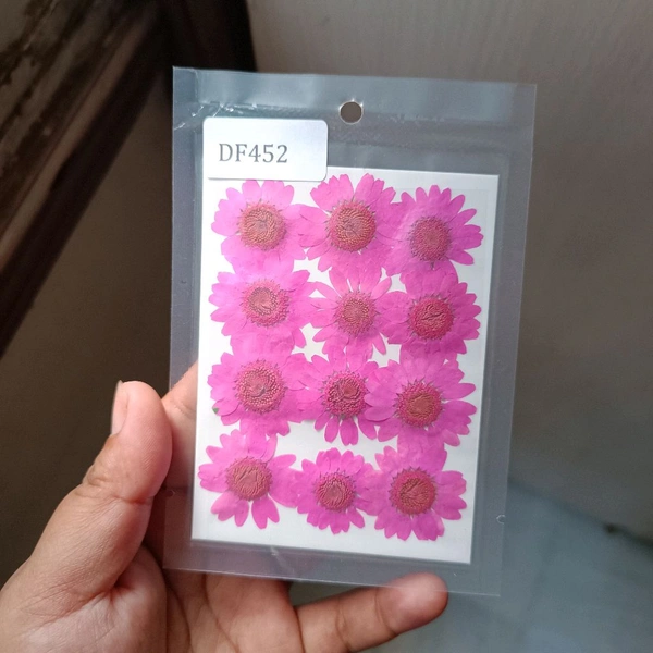 Daisy Dry Pressed Flower Magenta Pink 