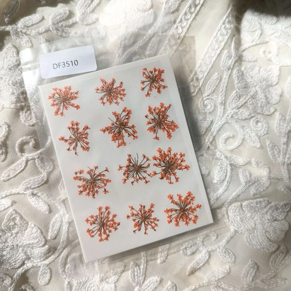 Queen Anne Dry Pressed Flower Orange