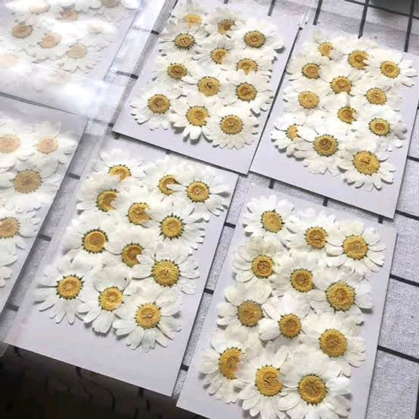 Daisy Dry Pressed White  1 Pack 