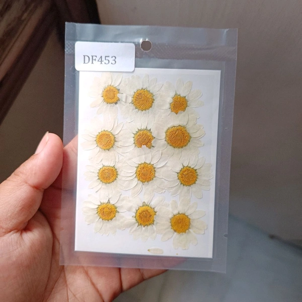 Daisy Dry Pressed White  1 Pack 