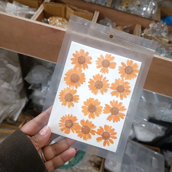 Daisy Dry Pressed Flower Orange 