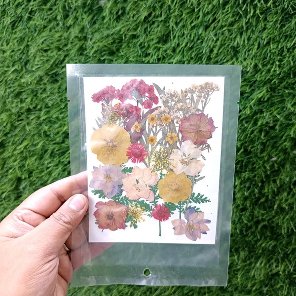 Dry Pressed Flower Multi Types Big Pack 