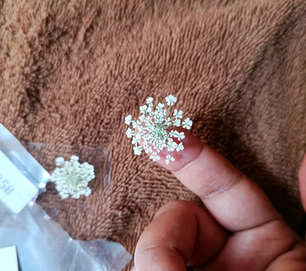 Queen Anne Dry Pressed Flower White 