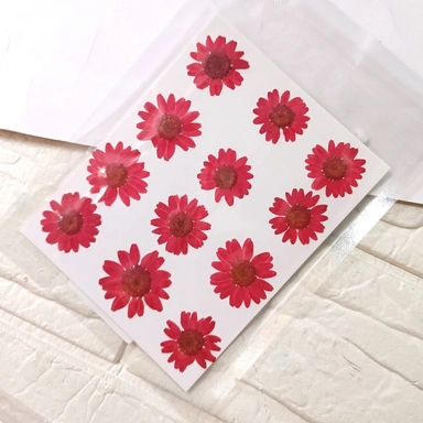 Dry Pressed Flower