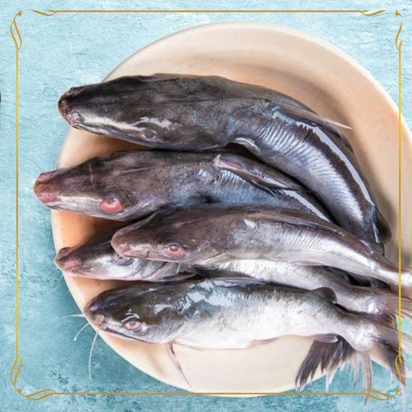 Shinghara Single Kanda Fish 1 Kg