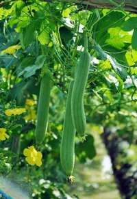 Paror 1kg