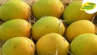 Mango 1kg