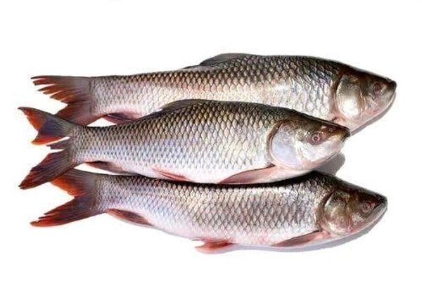 Rehu Fish 1.5kg
