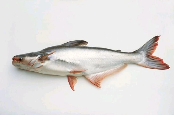 jasar fish 15&20p 1Kg