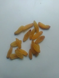 Premium  Kismish Long Size - 250g