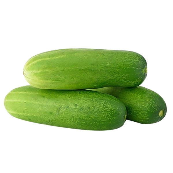 Hybrid Kheera - 1kg