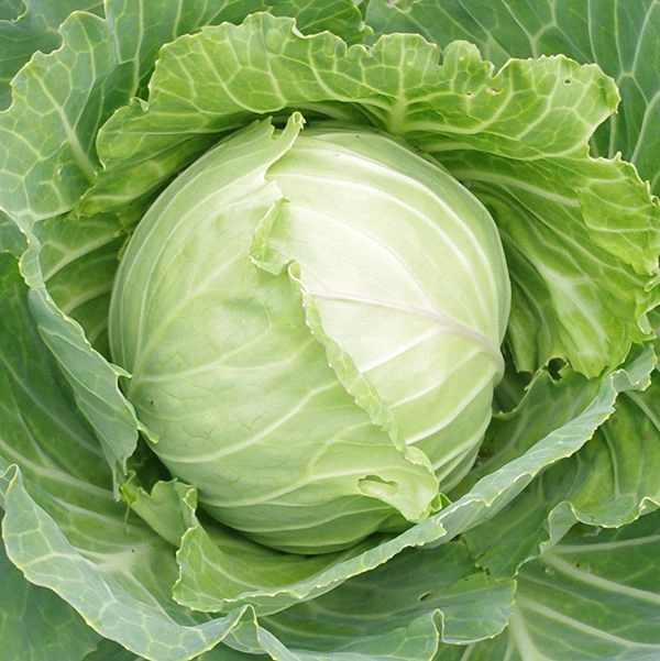 Cabbage - 500g