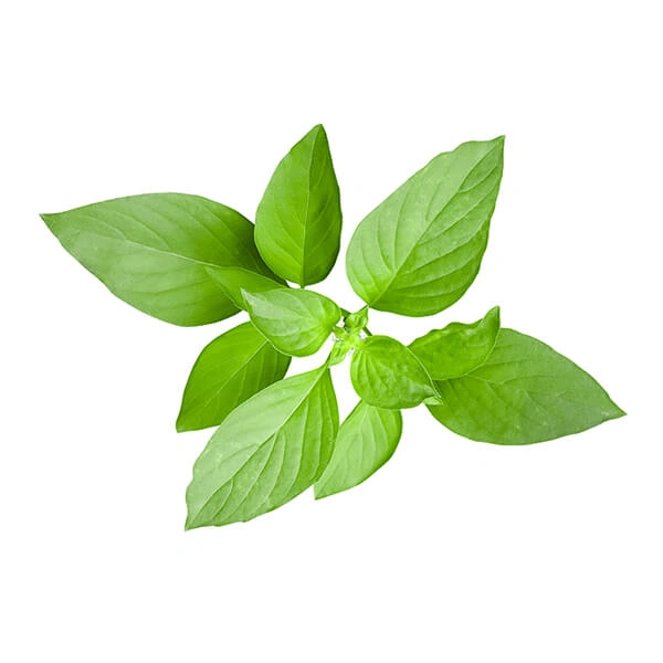 Basil - 100g