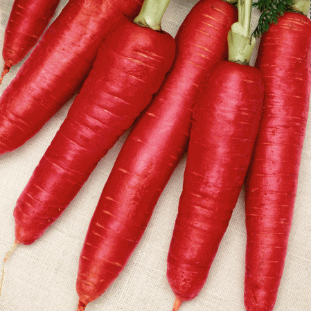 Red Carrot -   1k