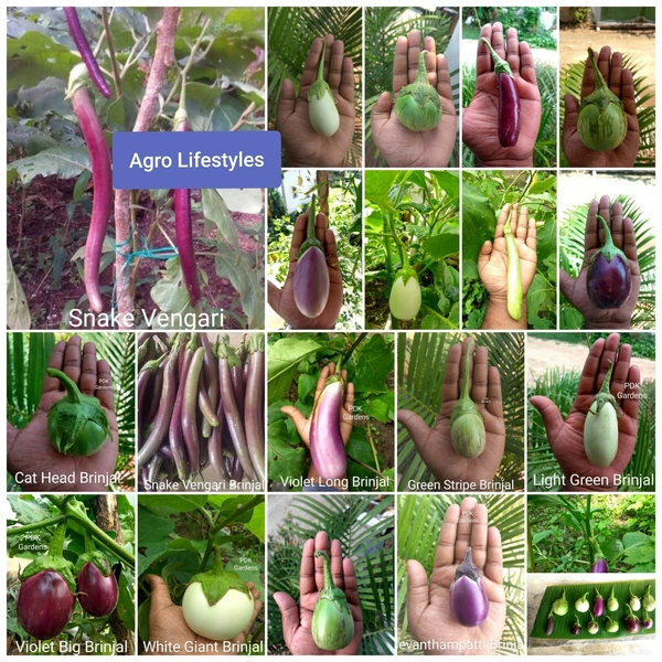 15 Types Of Brinjal varieties - 30-50see-50packet