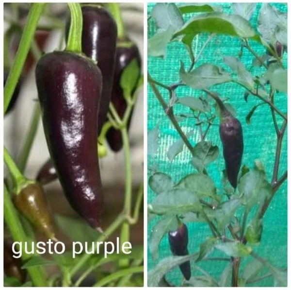 Gusto Purple Chilli - 15-30seeds/packet