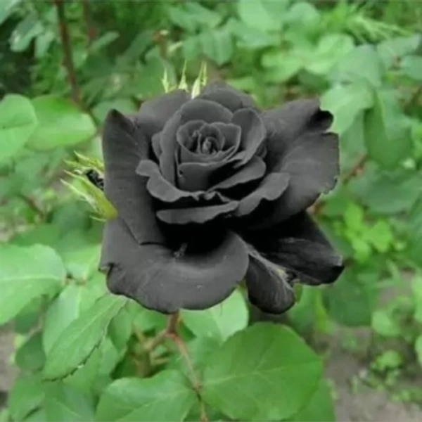 Black Rose Plant - Black, 12×8