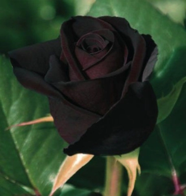 Black Rose Plant - Black, 12×8