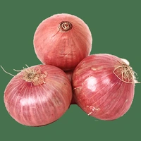 Onion 500