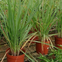 Lemon Grass - 250 Grams (Approx Weight), Next Day Delivery