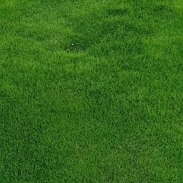 MAT ENYRA GRASS 37*57 1N