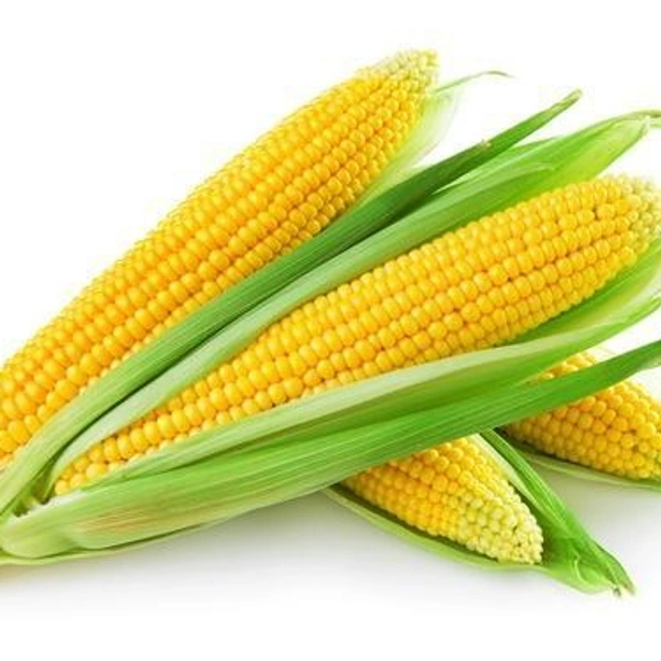Sweet Corn 