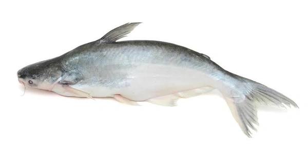 Pangas Fish (चोप्रा -टाकरा ) - 500gm