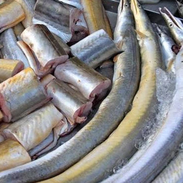 Eil Fish (Vaam). वाम  - 1kg