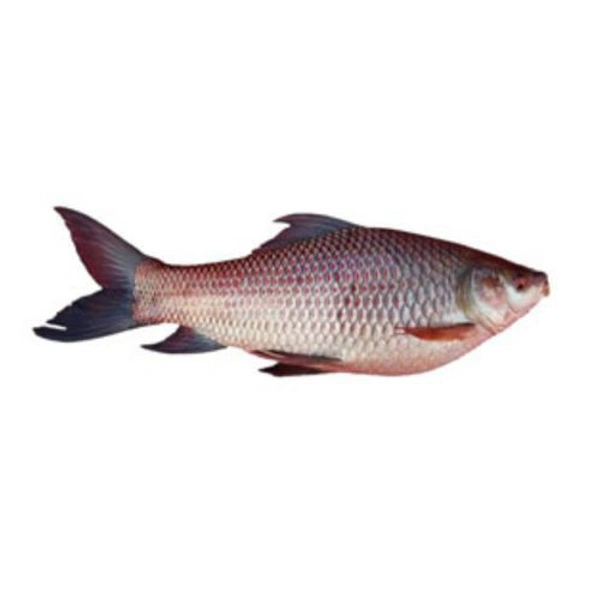 Rohu Fish  - 500gm