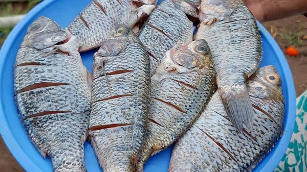 Chilapi Fish(चिलापी) - 1 Kg.