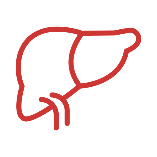Liver