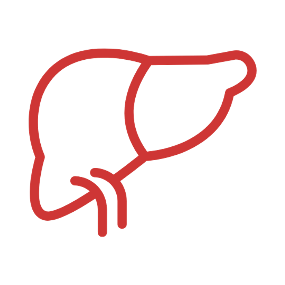 Liver 