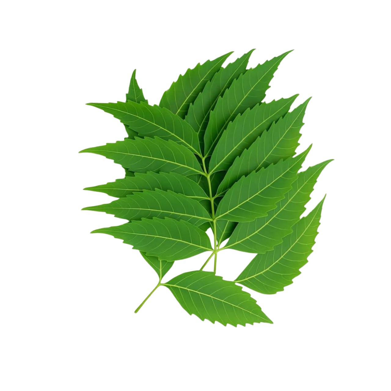 Neem