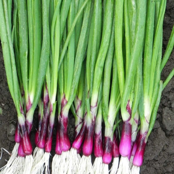 🔵 வெங்காய தாள் / Spring Onion
