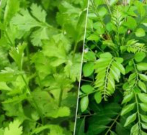 🟢 Free Karuvapillai Kothamali