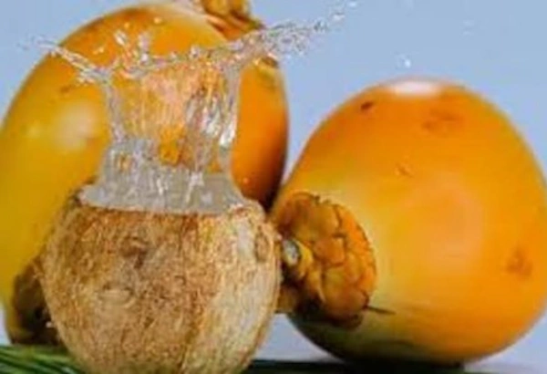 🟢 செவ்விளநீர் / Tender Coconut Red