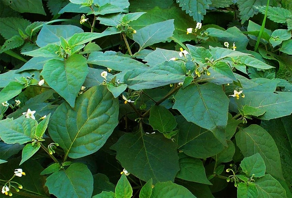 🔵 Manathakkali Keerai