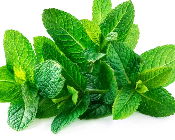 புதினா / Mint Leaves