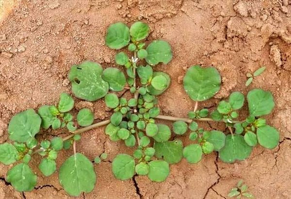 🔵 மூக்கிரட்டை கீரை / Mookirattai 