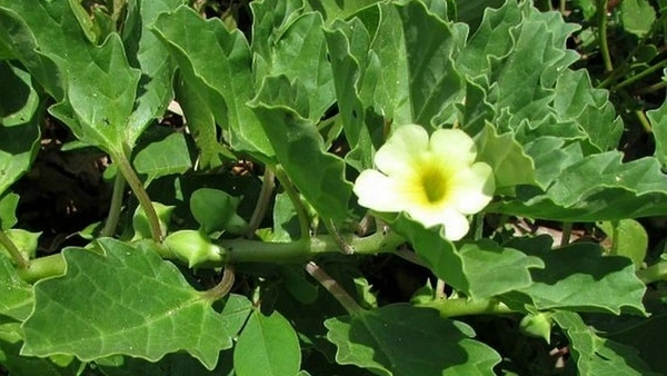 🔵 Yanai nerinji / யானை நெருஞ்சில்