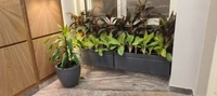 Ortho Nest & Vine Planter - L-20" , H-8" , W-8"