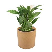 Docheio 11" Nest & Vine planter - H-11", W-11"