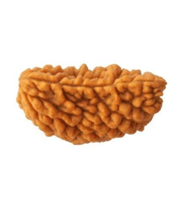 1 Mukhi Rudraksh